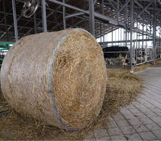 虹の郷の日常風景