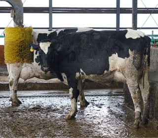 虹の郷の日常風景