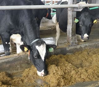 虹の郷の日常風景