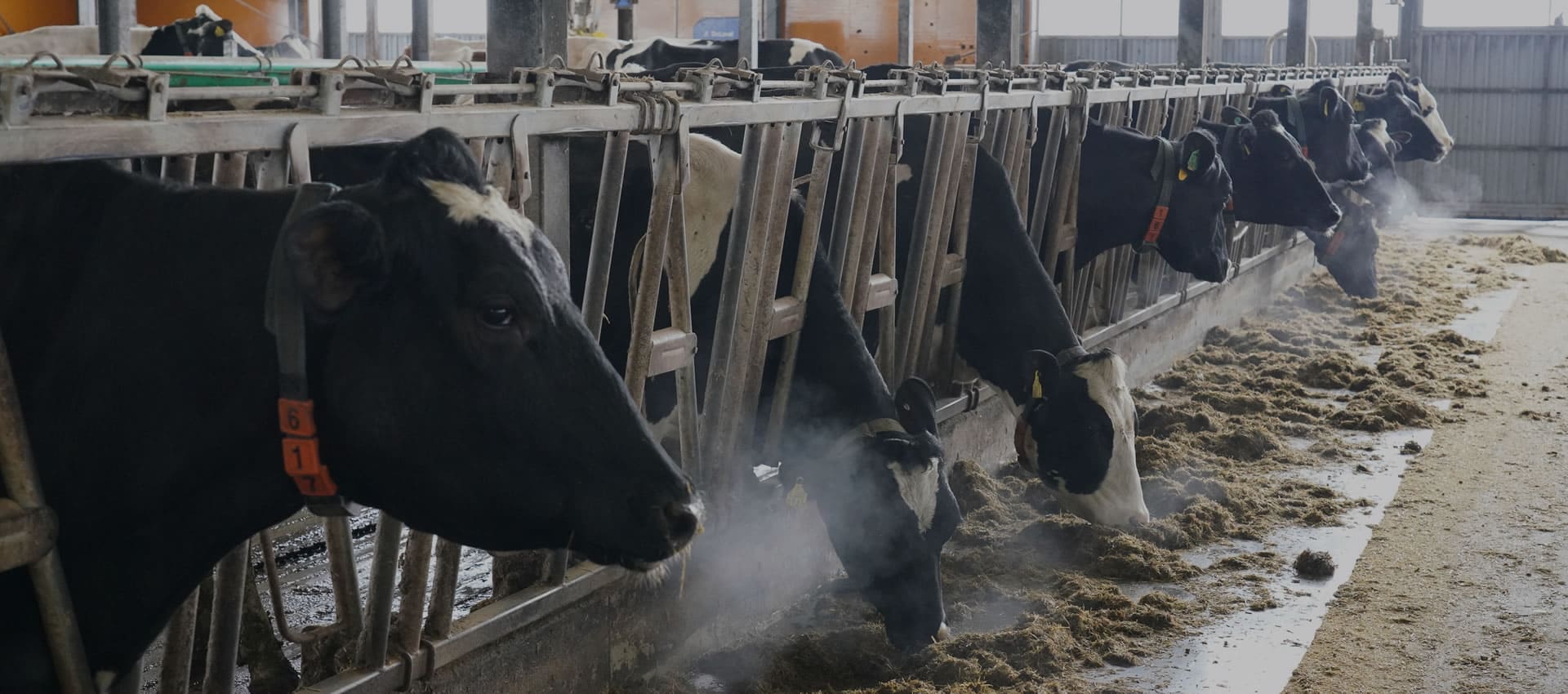 株式会社虹の郷